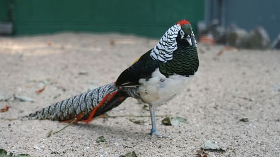 LADY ARHRMS PHEASANT
