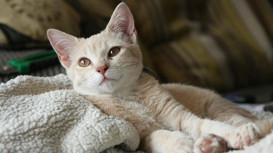 Picture of a cat resting