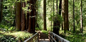 A wooden bridge leads into a dense forest of tall trees.