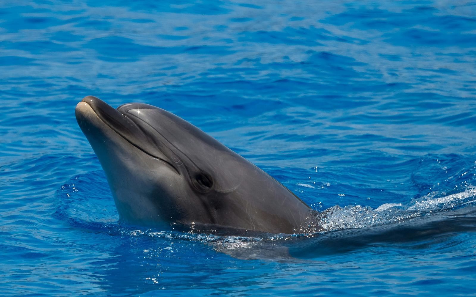  A dolphin with its head above the surface of clear blue water.