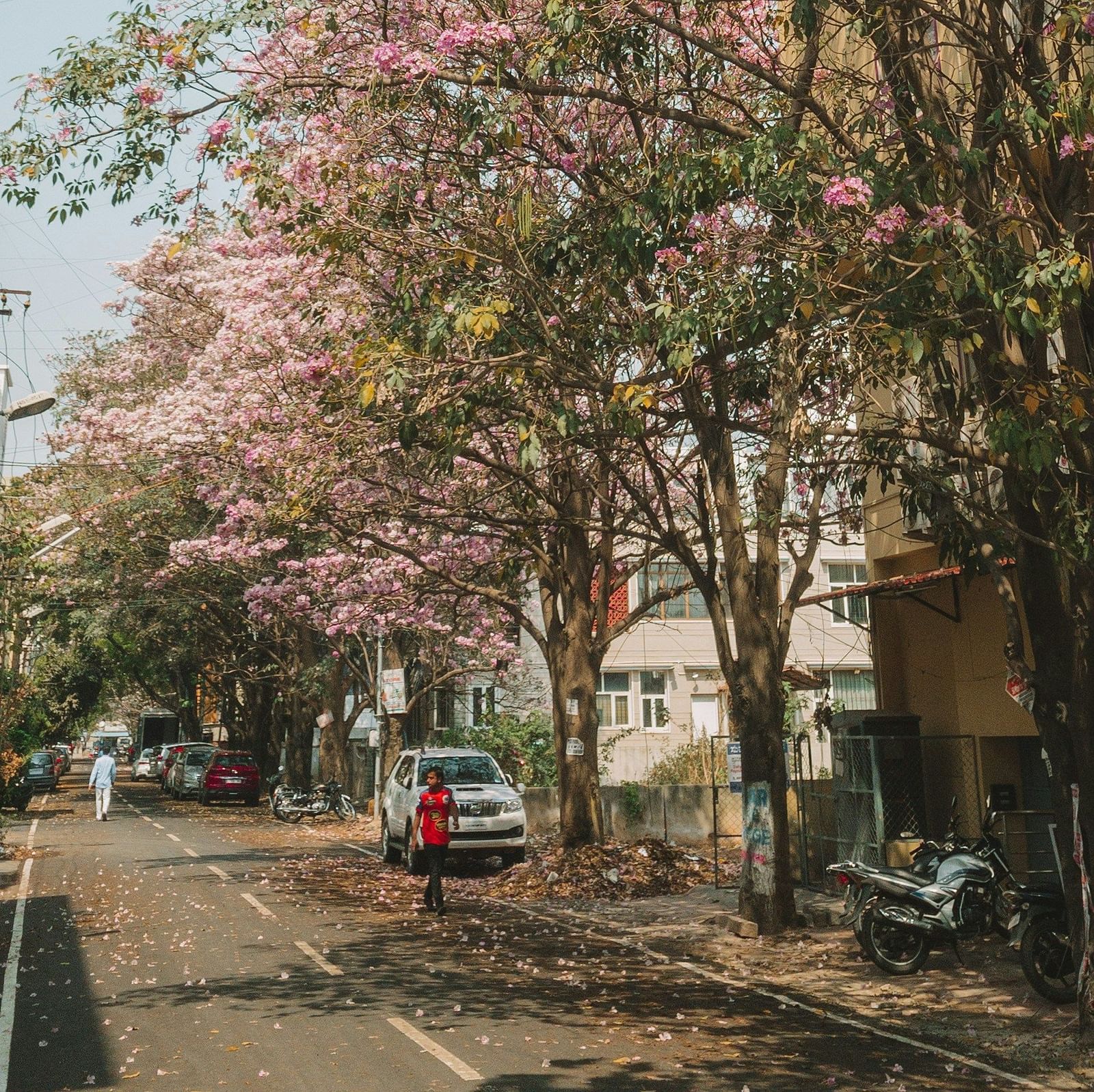 A vertical shot of a street lined with pink Tabebuia rosea trees in full bloom.