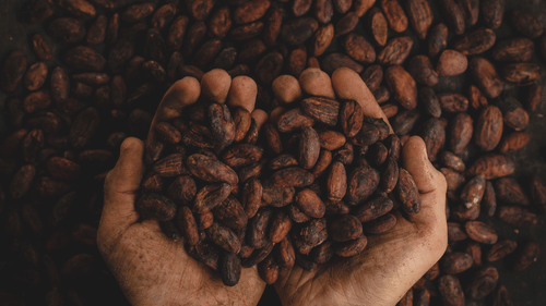 an aerial view of a person picking coffee beans in their palms.