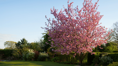 pexels-torsten-dettlaff-59321