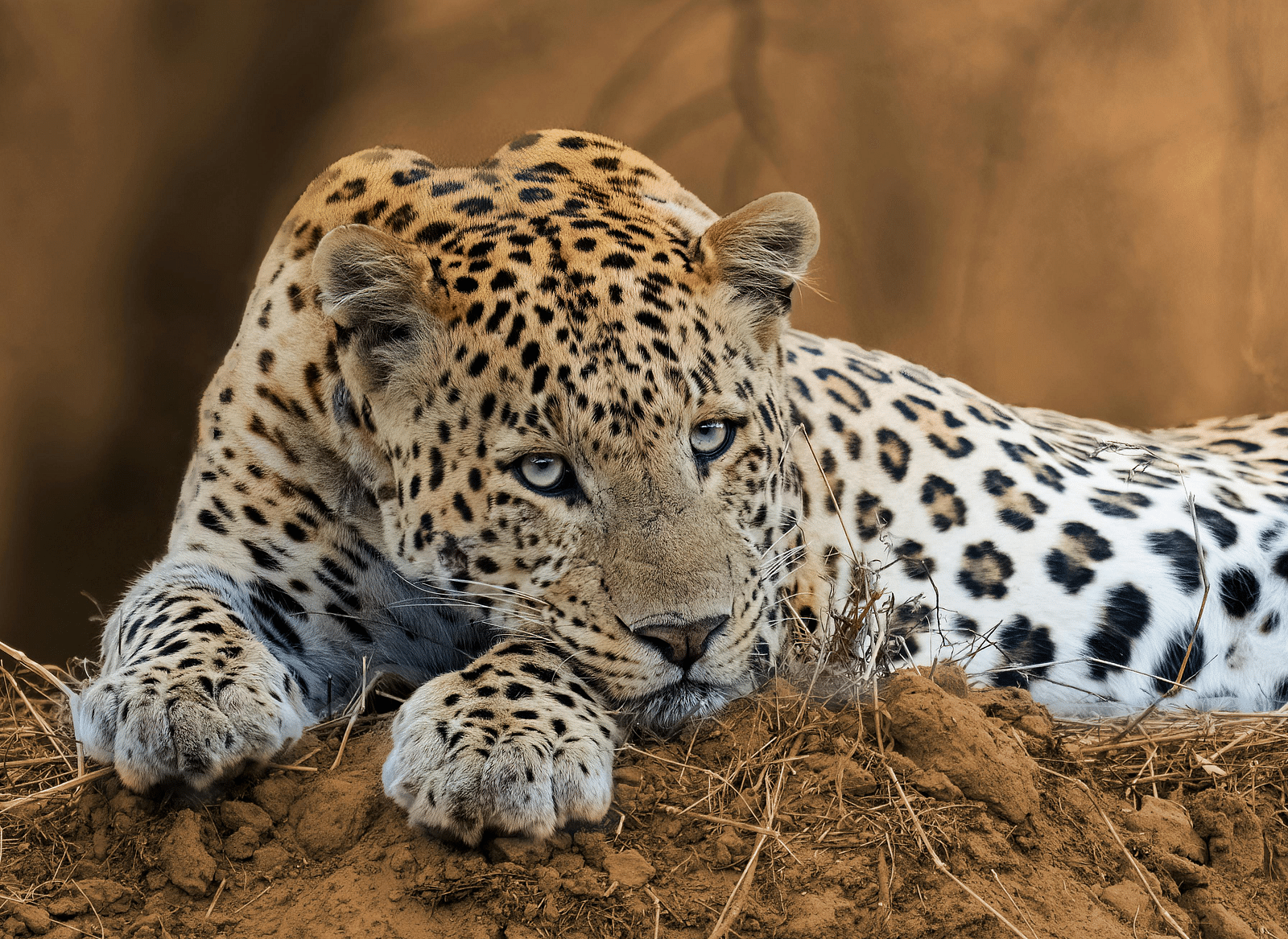 A leopard with distinctive black spots and a light tan coat rests its head on its paws atop a textured, earthen mound.