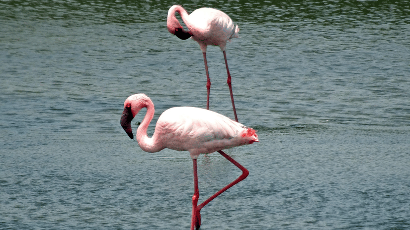 2 flamingos standing in shallow water with reflections visible on the water surface.