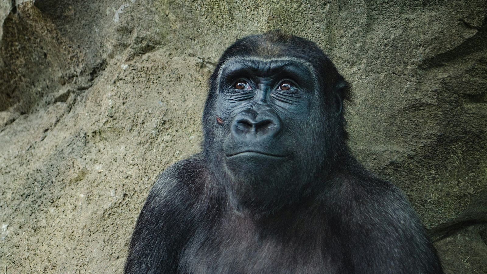 a solitary ape looking into the distance while sitting against a boulder