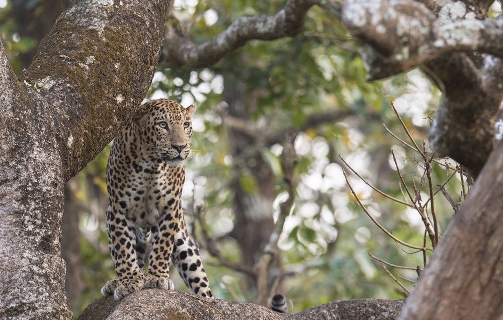 Leopard perched on a tree branch in Kabini.