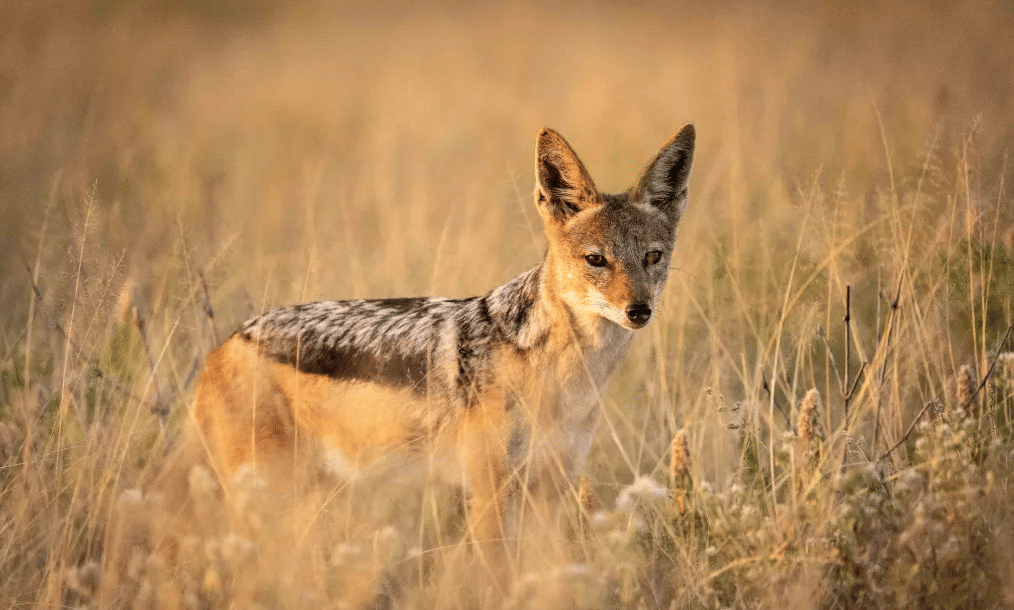 JACKAL-1