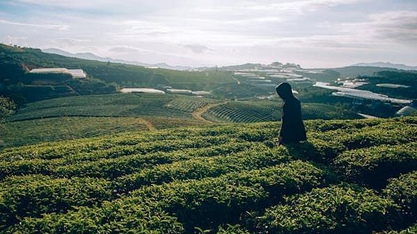 Image of vast tea gardens with  a person waling amongst it