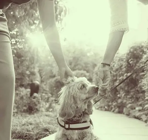 Sepia-toned image of a dog looking up at a person at Karma Chalets.