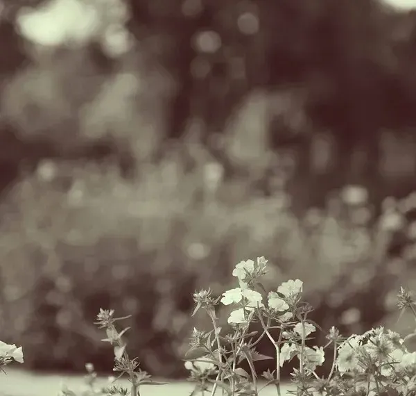 Sepia-toned image of flowers in the garden at Karma Chalets.