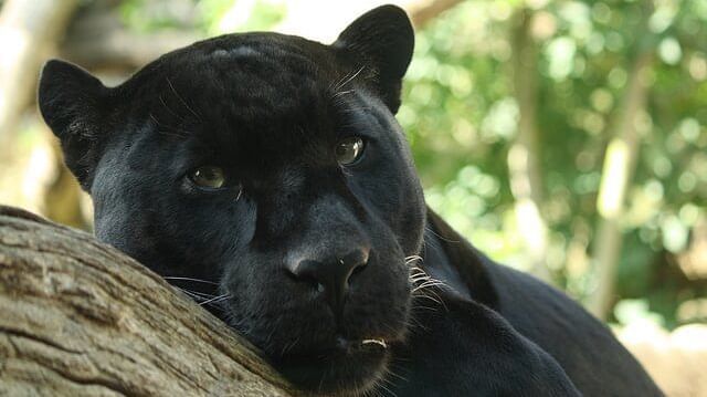 Image of a black panther at Rajaji National Park 