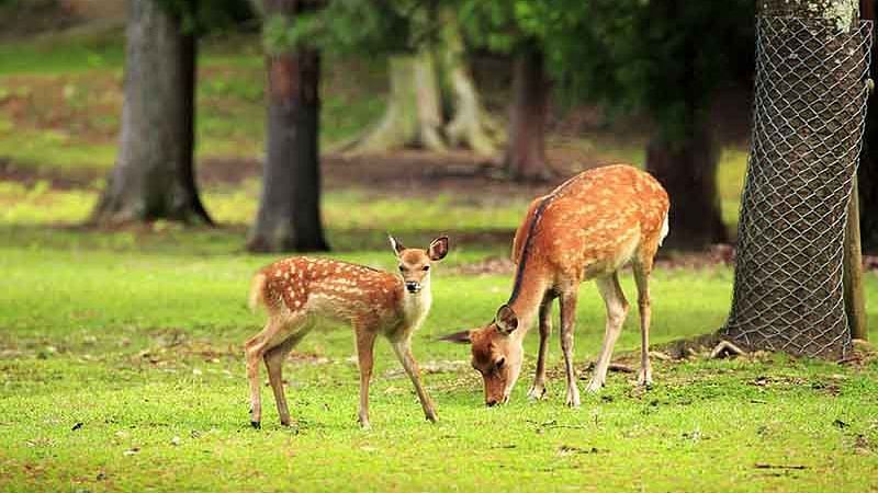 Guindy National Park featuring a few deers.jpeg
