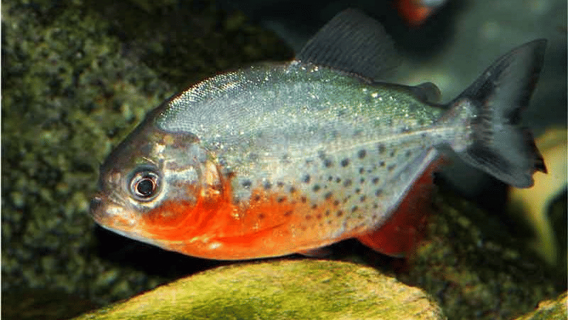 A deep-bodied Pacu fish with dark spots and brightly-tinted scales on its lower belly.