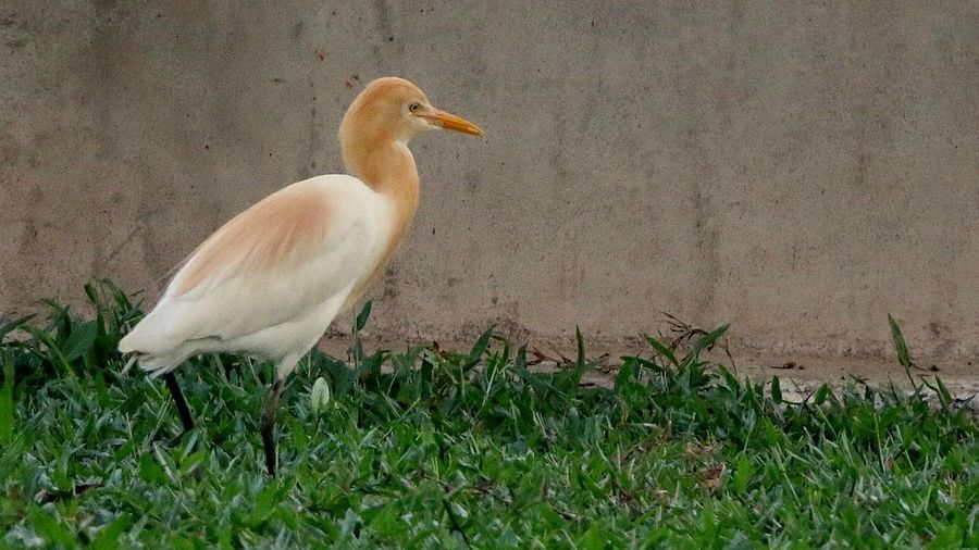 Cattle egret standing on green grass - Rhythm Kumarakom