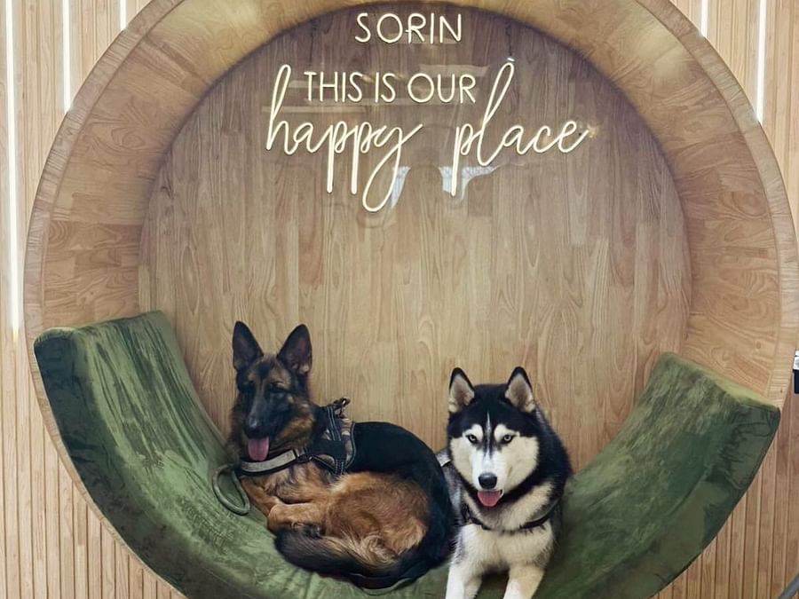 Image of two husky dogs sitting on a swing at sorin