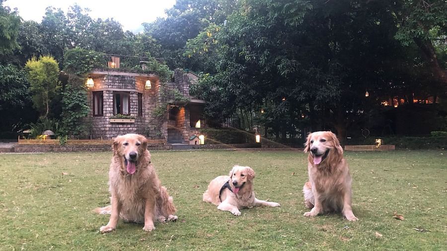 three dogs on the lawn