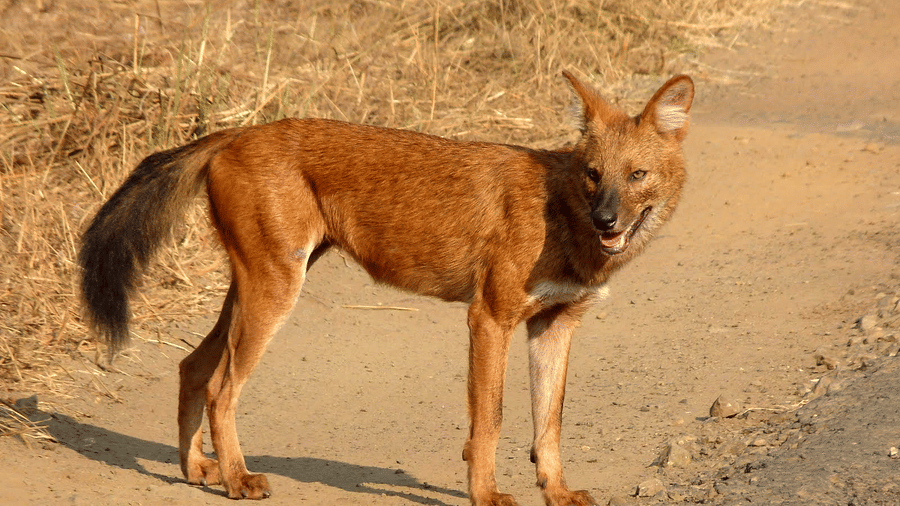 A wild dog standing in Pench National Park | The Riverwood Forest Retreat, Pench