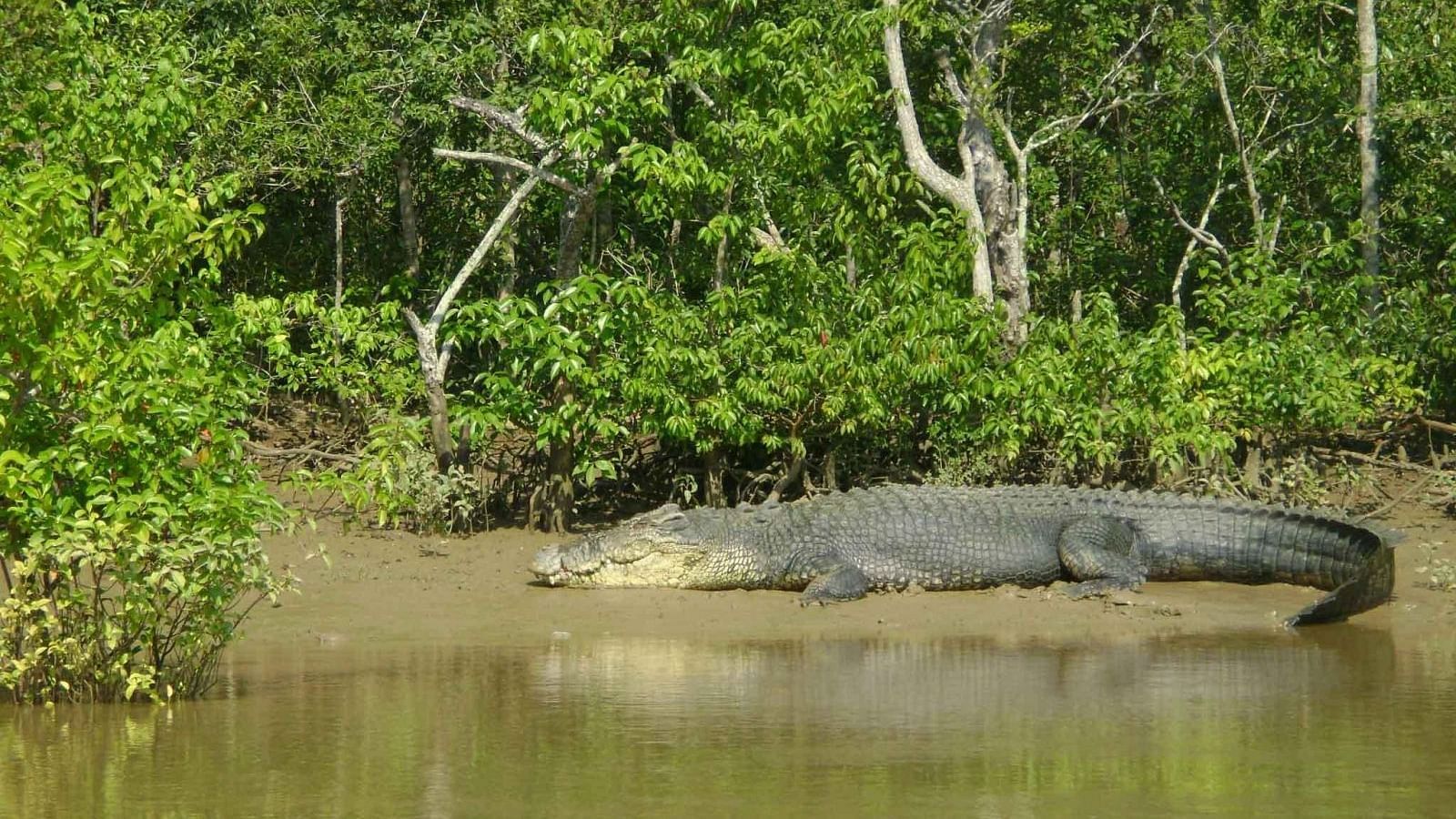 Bhitarkanika