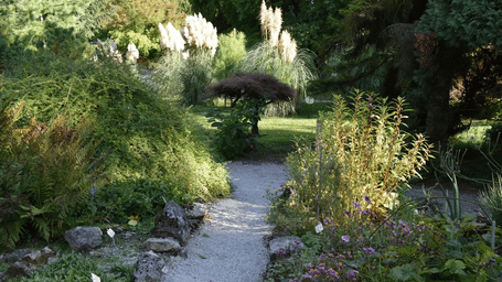 A narrow gravel path winding through a dense, lush green garden with wild plants and decorative tall grasses.