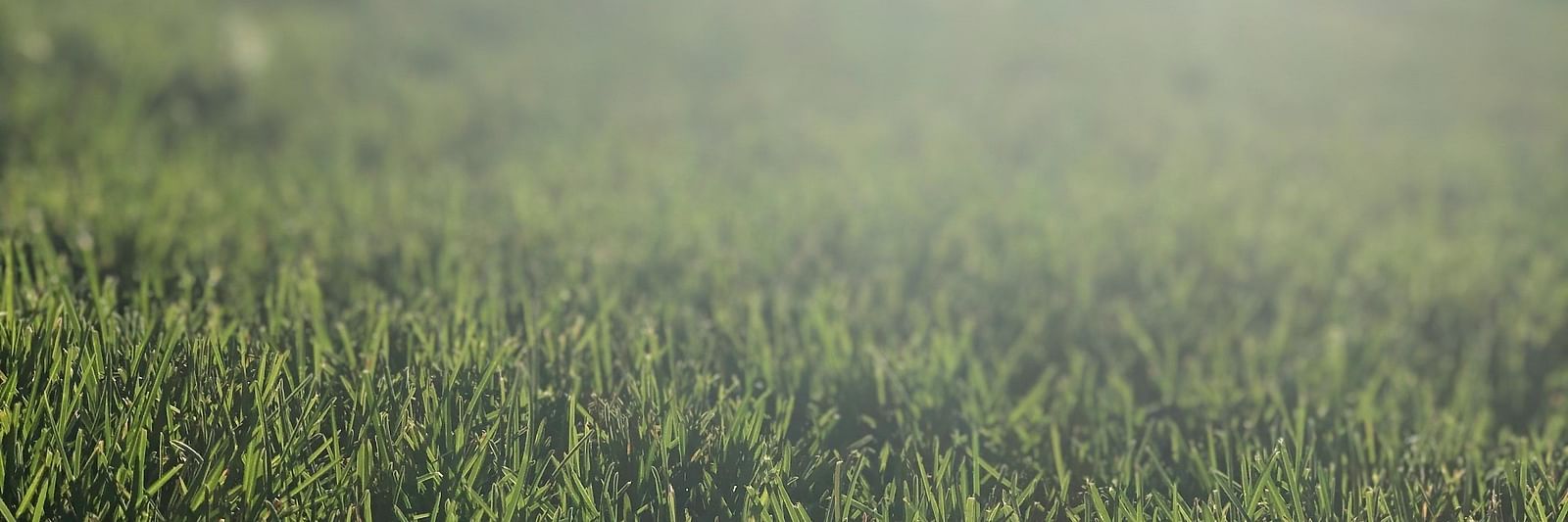 A field of green glass with misty mountains in the backdrop