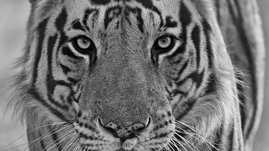 b&w image of a tiger