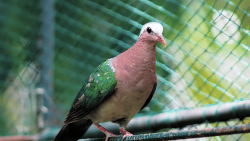 A bird with a mix of green and black wings