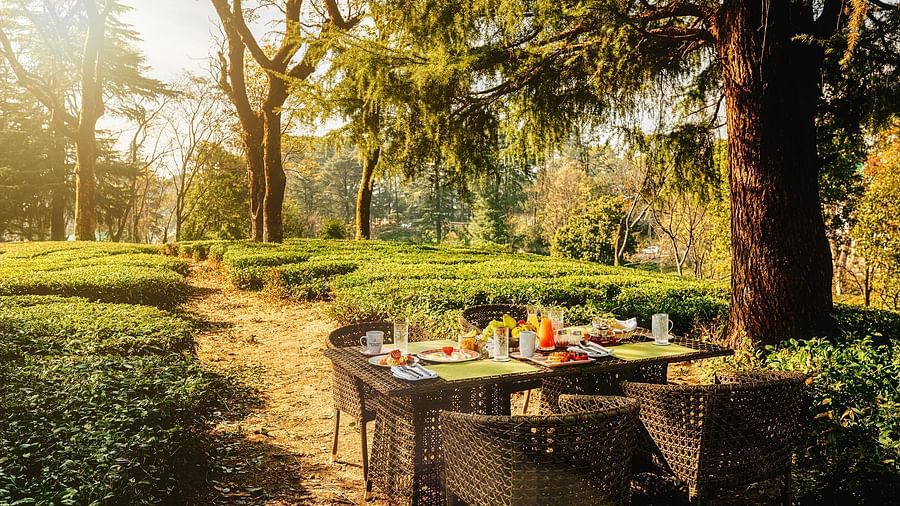Dining arrangement amidst the greenery at INFINITEA Dak Bungalow, Palampur