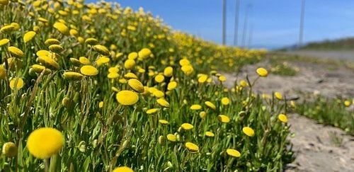 Field of flowers leading to a path under a clear sky.