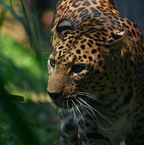 Close-up of a leopard in the wild, surrounded by dense green foliage in a forest habitat.