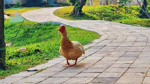 A duck along a stone pathway, surrounded with lush greenery. - Abad Brookside Lakkidi, Wayanad