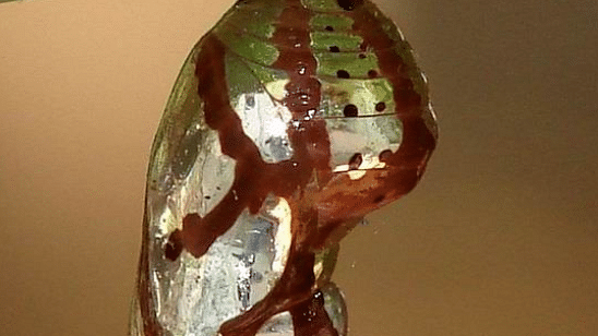 pupa
