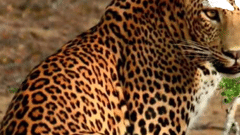 Picture of a Leopard