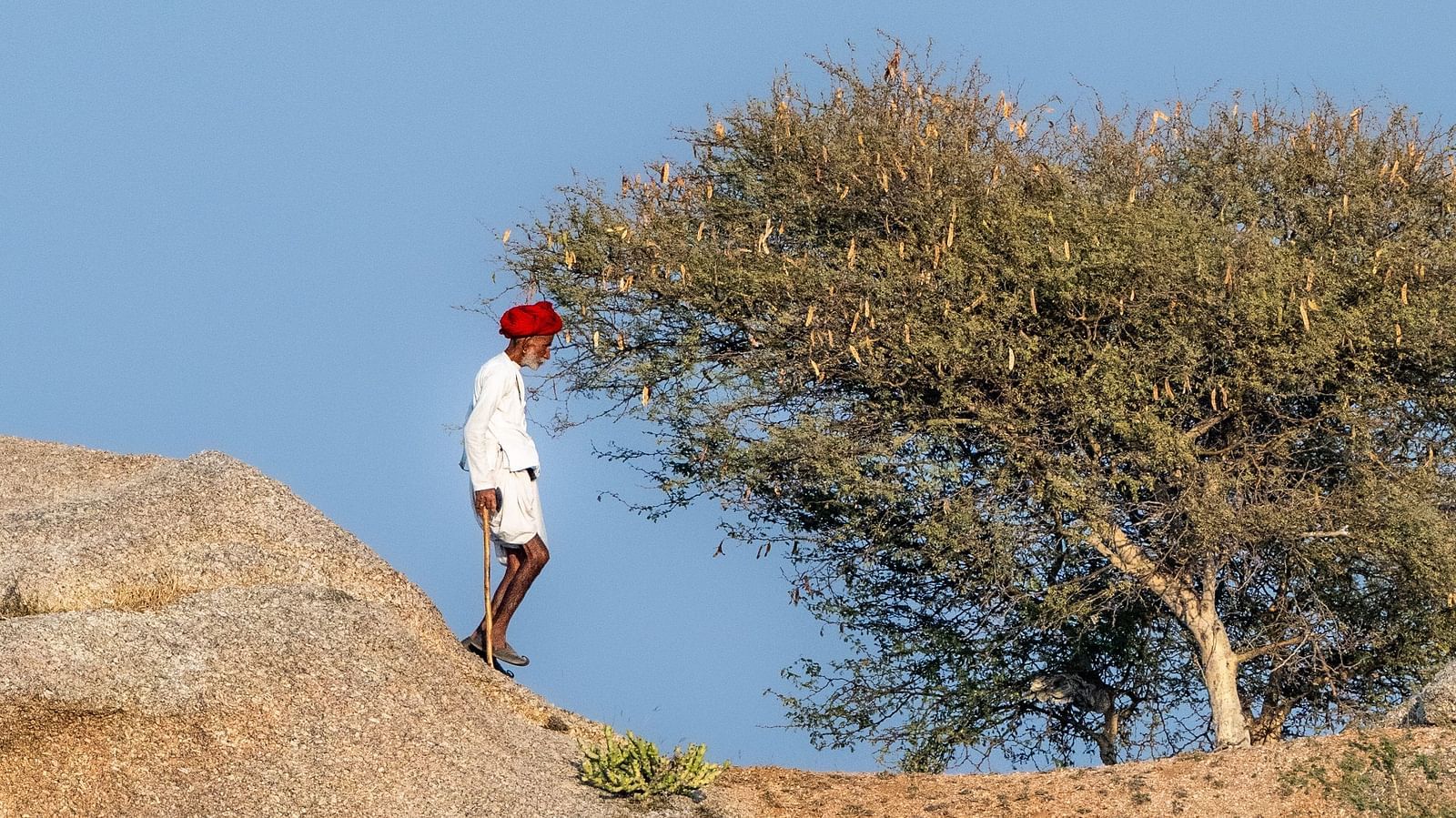  A man standing beside the tree on rocky terrain.