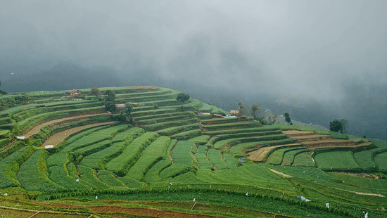 Sloping terraced farmland partially covered by low-lying clouds along a hillside in Kodaikanal, Tamil Nadu.