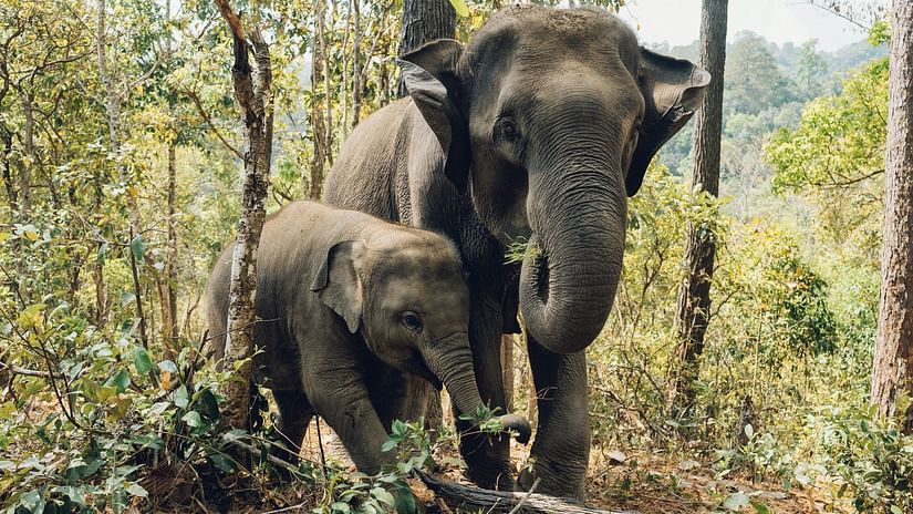 and elephant parent and calf