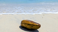 A coconut lies on the sandy shore with gentle waves approaching under a clear sky.