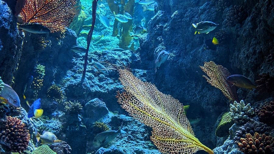 corals in Andaman and Nicobar 