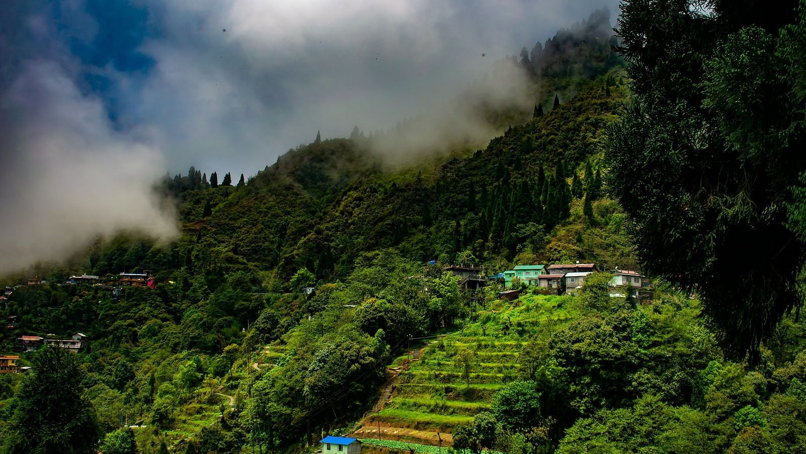 An aerial view of greenery