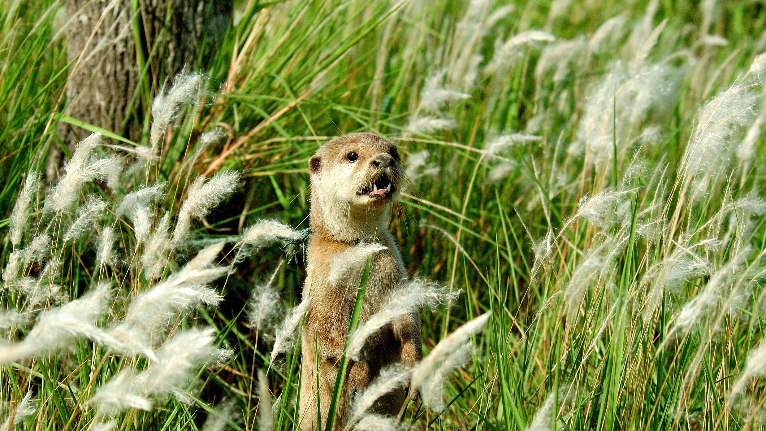 OTTER in the jungle