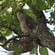 Bird-watching at Birding at Wild Brook Retreat - Rajaji National Park, Uttarakhand