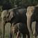  Jungle Safari adventure at Wild Brook Retreat, Rajaji National Park
