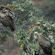 2 vultures with light-coloured heads and streaked feathers perched among leafy tree branches.