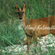 A 4-horned antelope with short horns standing in tall green grass.
