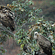 Wild Brook Retreat Rajaji National Park 13