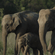 A family of Asian elephants including 2 adults and a small baby calf walking together through grass.