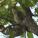 A common cuckoo perched on a leafy tree branch looking upward.