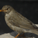 A female grey-winged blackbird with brown plumage and a yellow bill perched on a rocky surface.