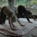 2 people practicing downward-facing dog yoga pose on mats spread across an outdoor stone patio surrounded by greenery.
