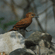 A brownish-rufous woodpecker with fine dark barring standing on a pile of gray stones outdoors.